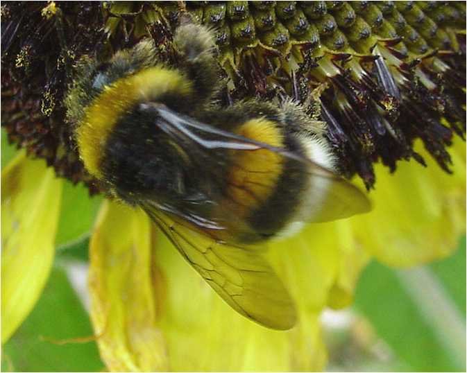 bombus hummel bourdon
